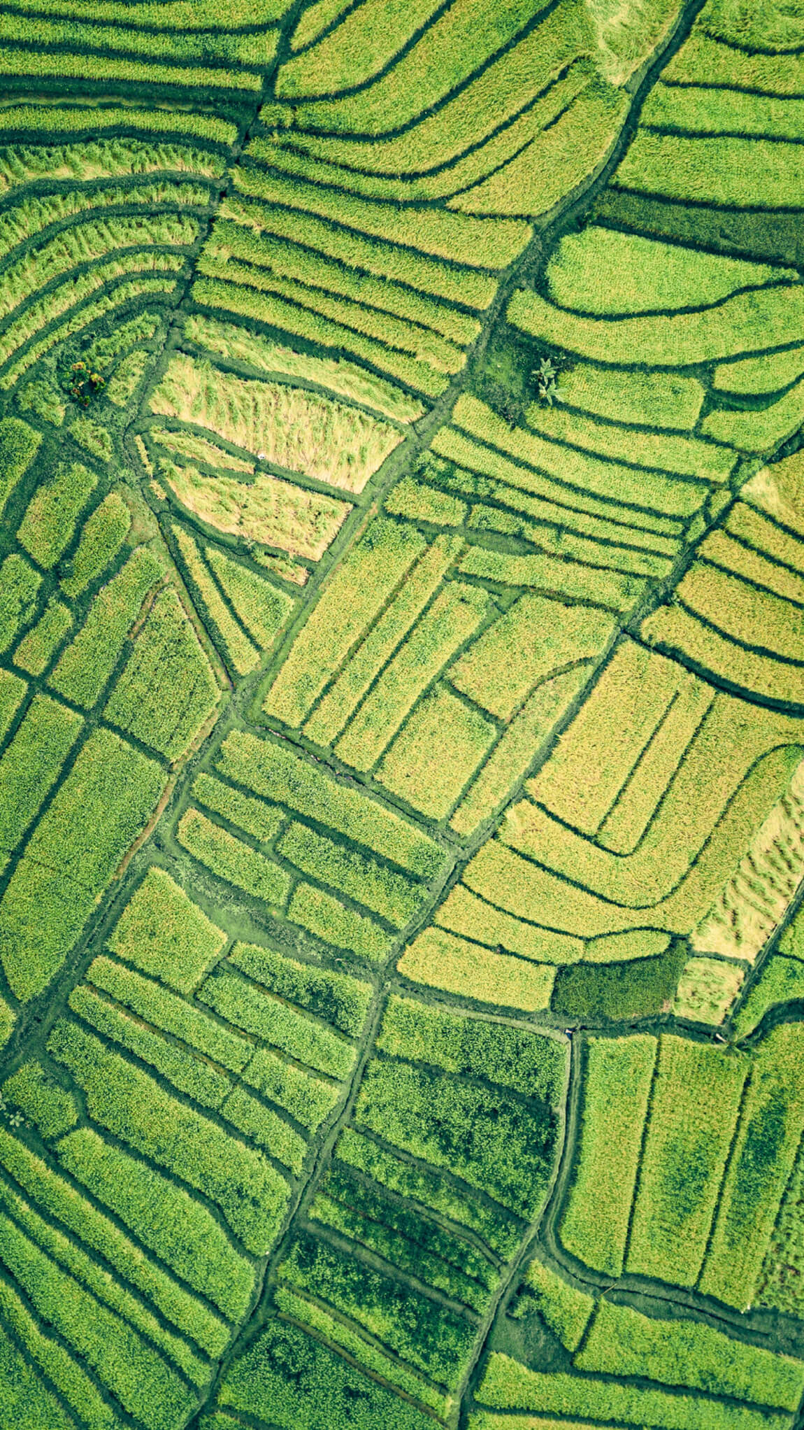 agriculture_aerial view