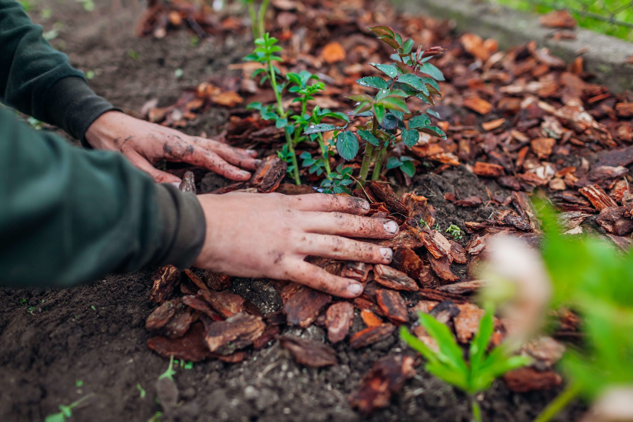 AHS Planting with Bark