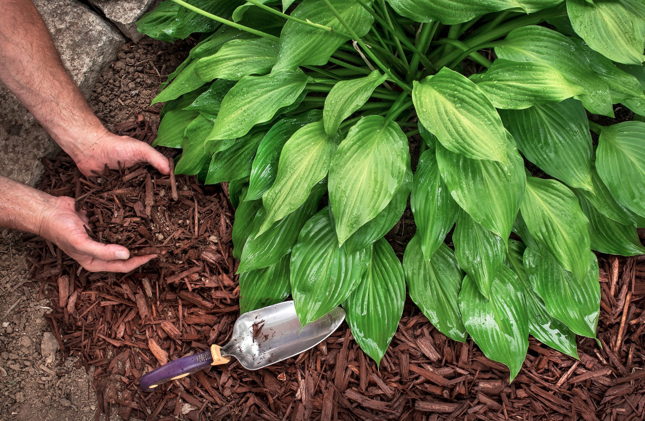 Why mulch your landscaping projects?